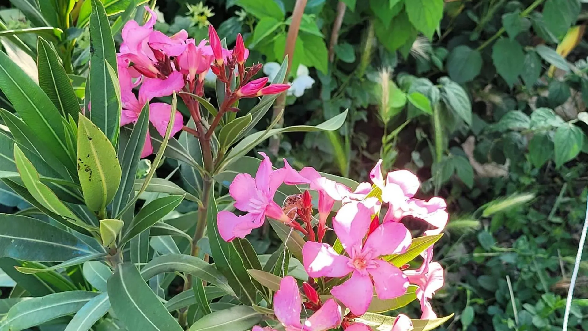Homestay Le Jardin Des Oliviers Apartment Apt France